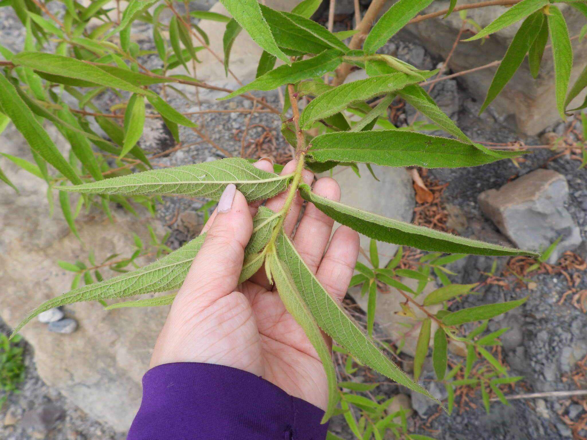 صورة Callicarpa pilosissima Maxim.