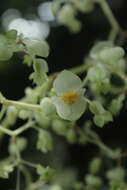 Image of Begonia hydrophylloides L. B. Sm. & B. G. Schub.