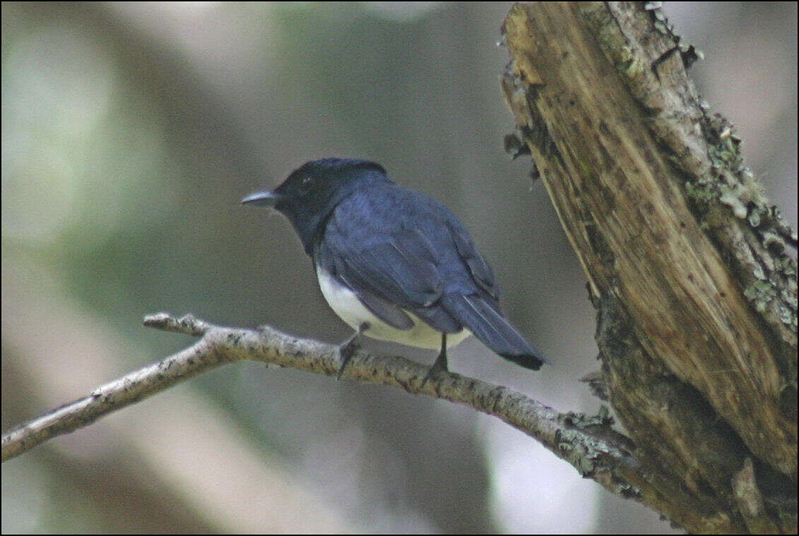 Image of Satin Flycatcher