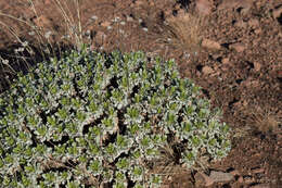 Image of Grindelia covasii A. Bartoli & R. D. Tortosa