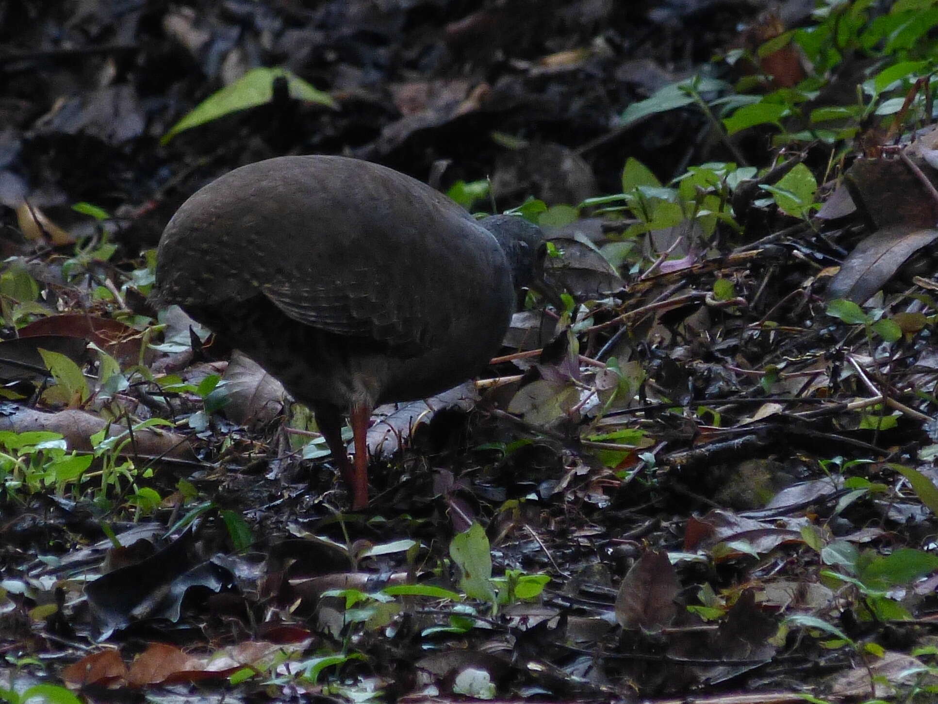 Image of Slaty-breasted Tinamou