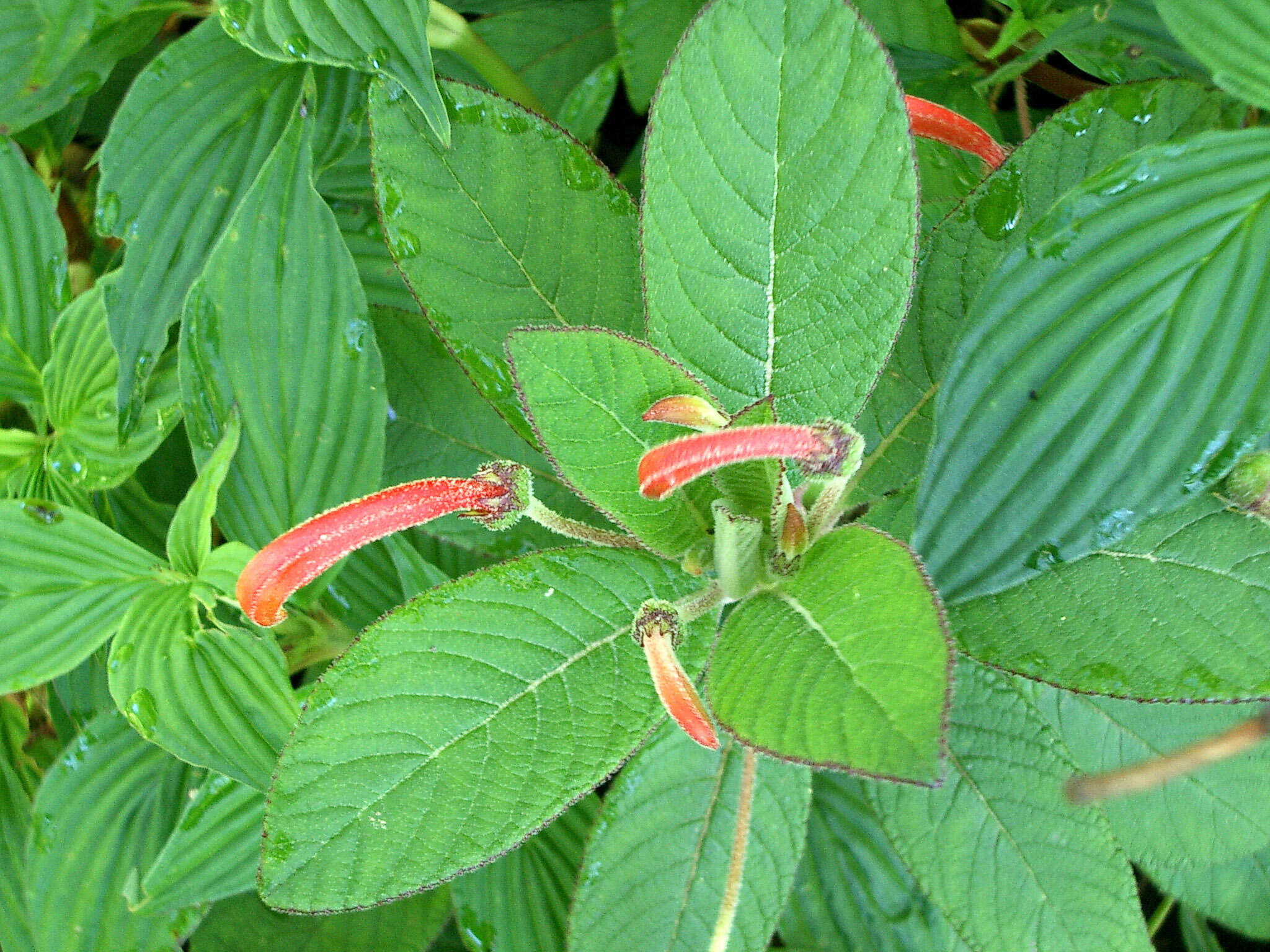 Image of Centropogon ferrugineus (L. fil.) Gleason