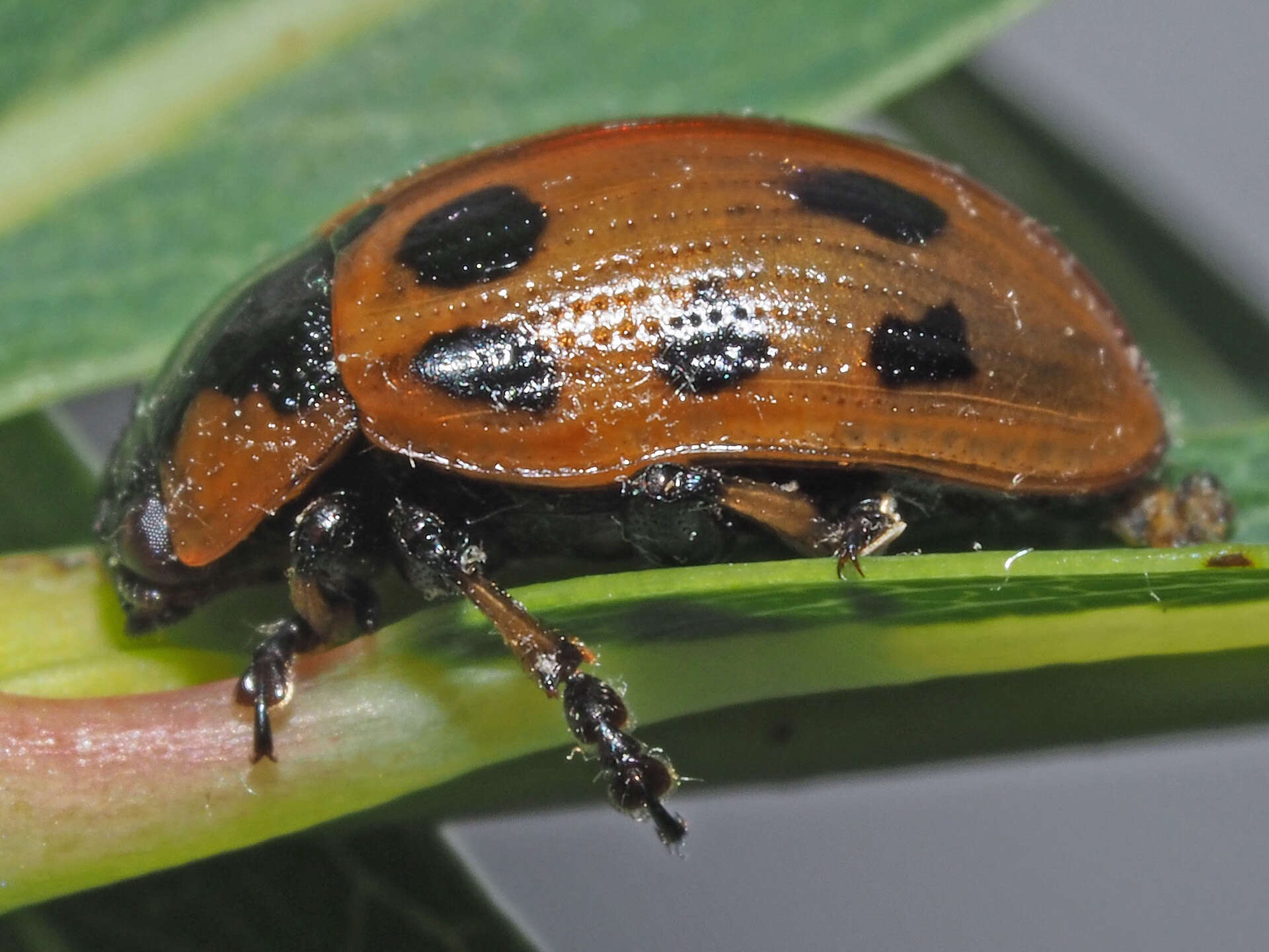 Image of Gonioctena linnaeana (Schrank 1781)