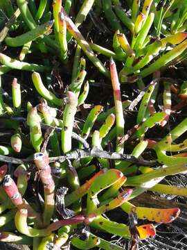 Plancia ëd Carpobrotus muirii (L. Bol.) L. Bol.