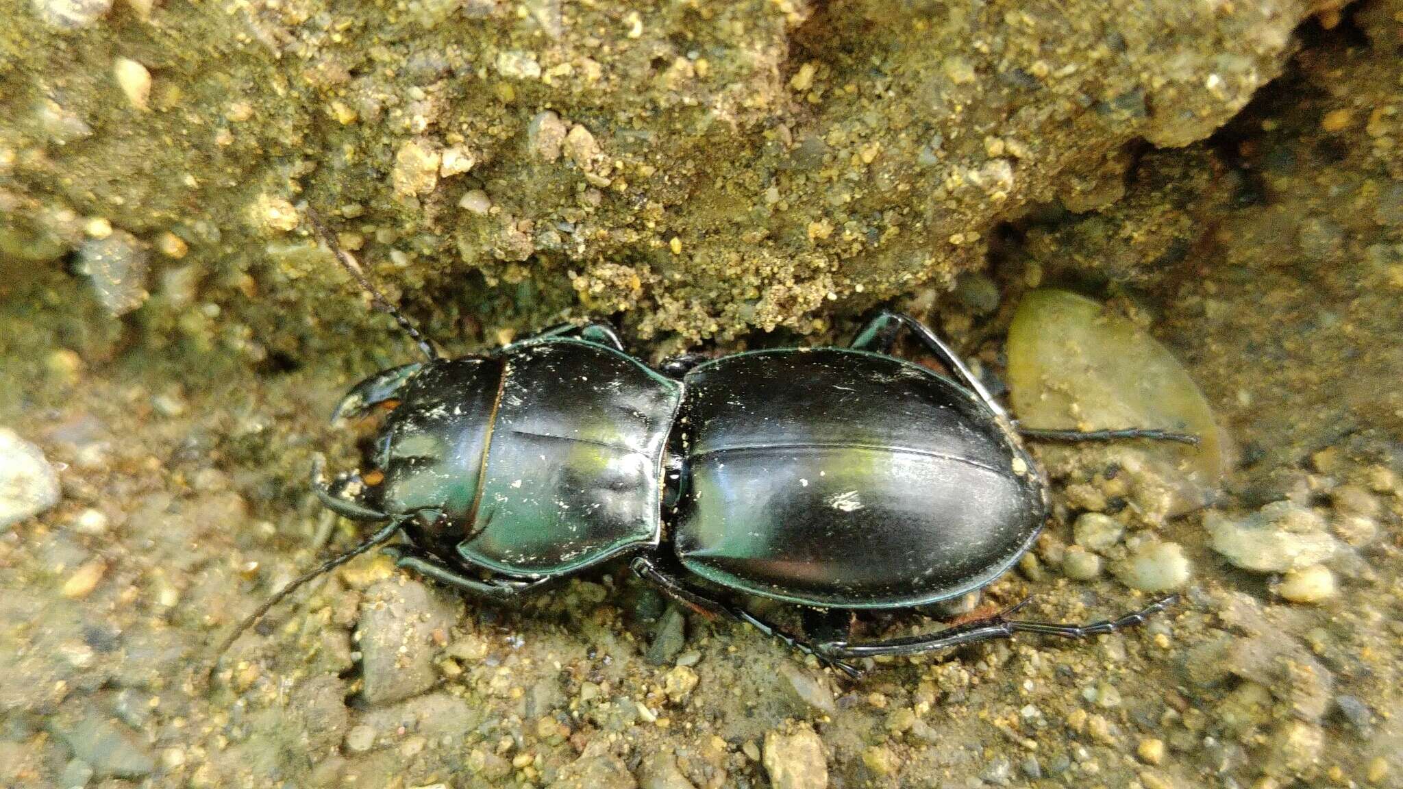 Imagem de Pasimachus (Pasimachus) californicus Chaudoir 1850