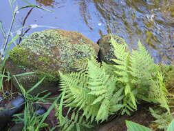 Image of Marchantia polymorpha subsp. polymorpha L.