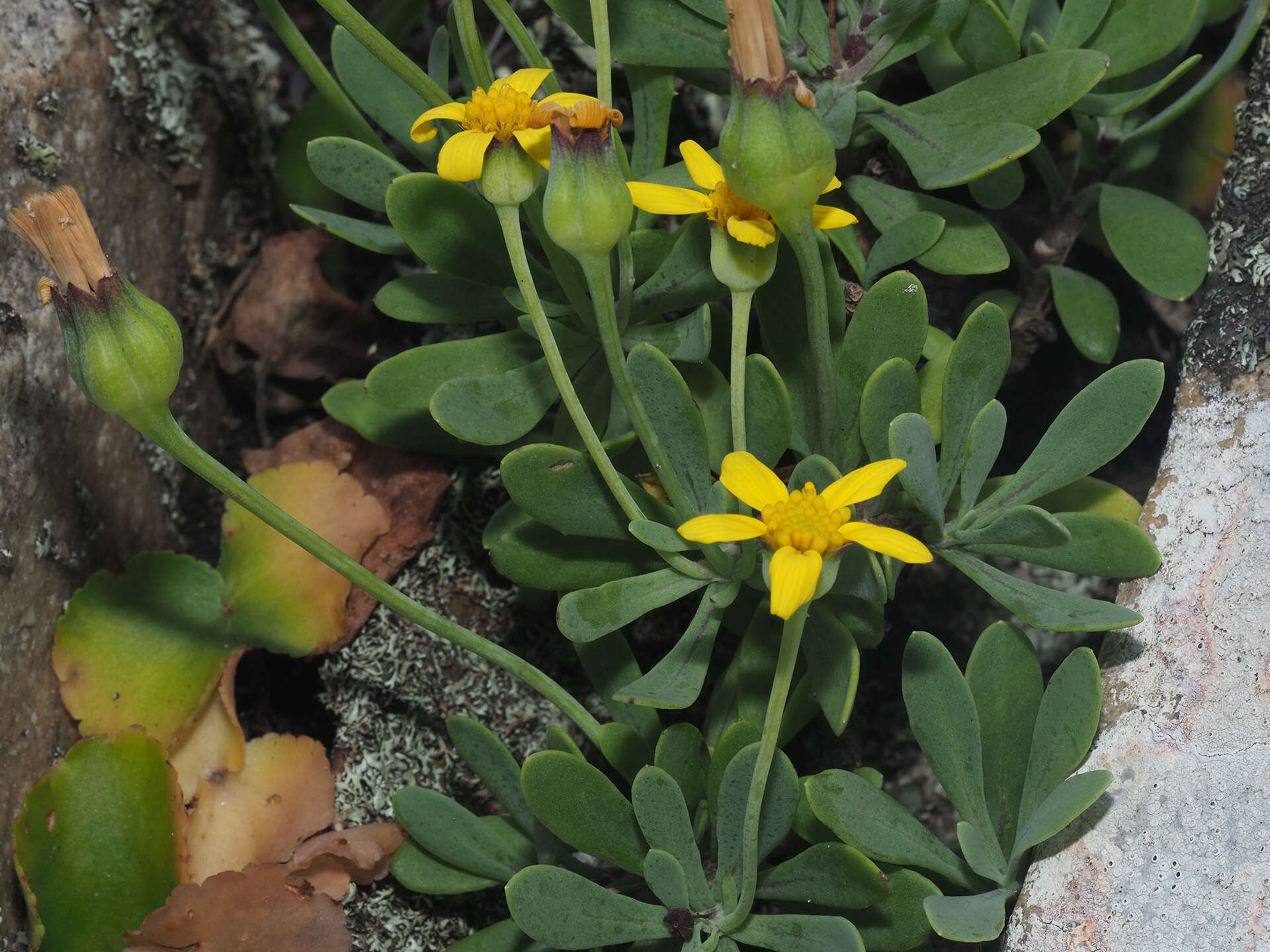 Image de Othonna arborescens L.