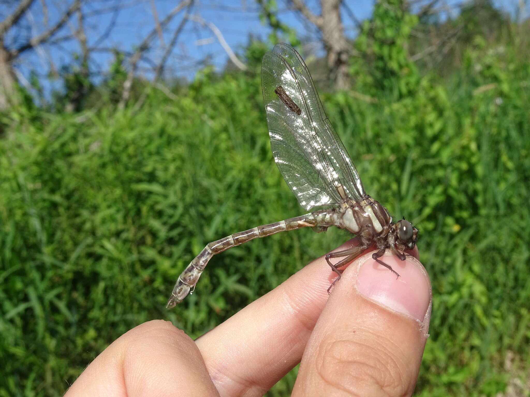 Image of Zebra Clubtail