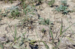 Image of Geolycosa vultuosa (C. L. Koch 1838)