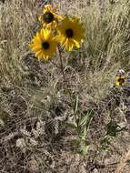 Image of stiff sunflower