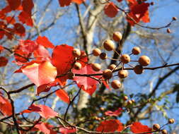 Image of Bradford Pear