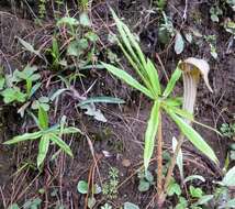 Imagem de Arisaema erubescens (Wall.) Schott