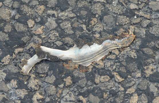 Image of Glass Lizards