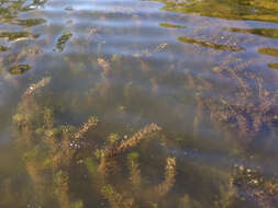 Image of Eurasian Water-Milfoil