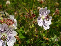 Image of cranesbill