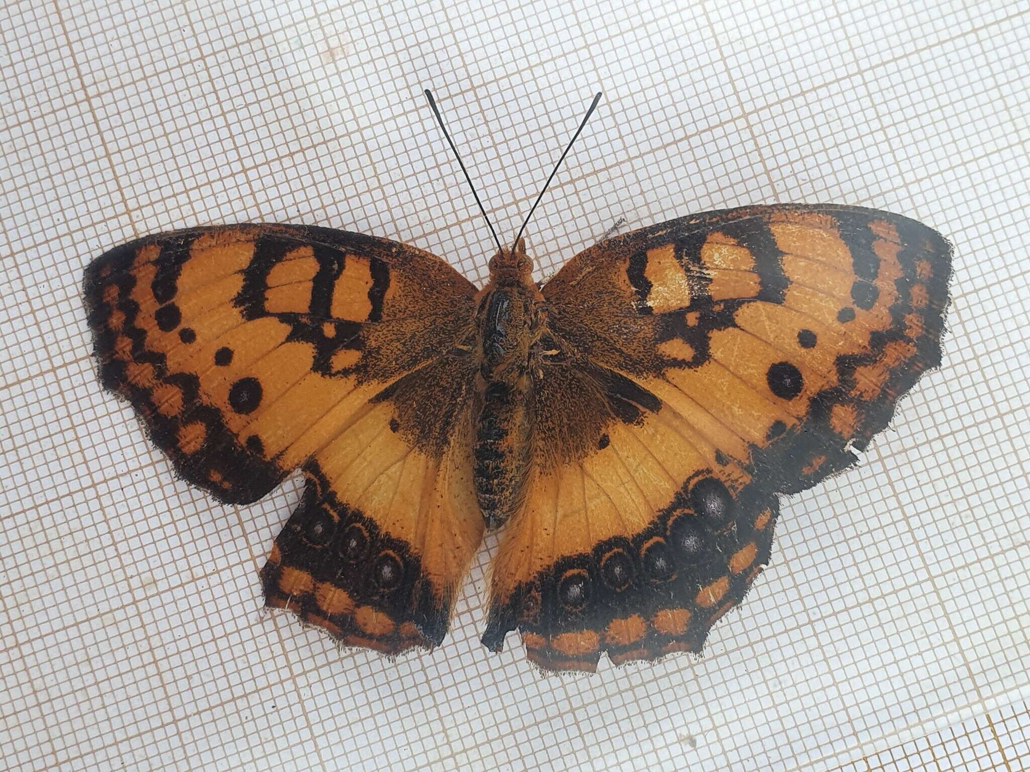 Image of Catacroptera cloanthe Cramer 1782