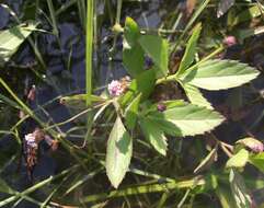 Image of lanceleaf fogfruit