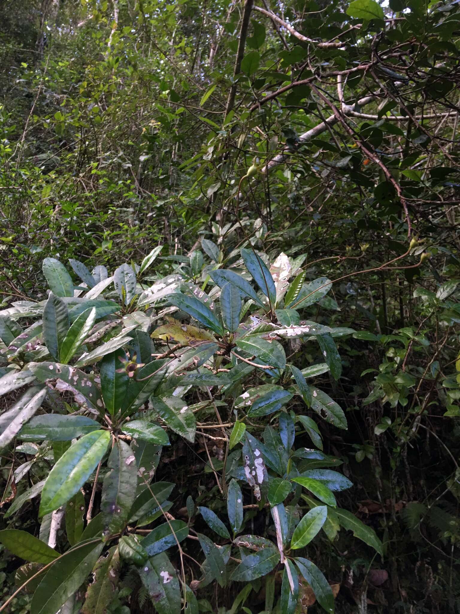 Sivun Gesneria pedunculosa (DC.) Fritsch kuva