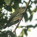 Image of Tobago Manakin