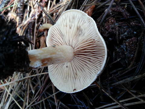 Plancia ëd Hebeloma cylindrosporum Romagn. 1965