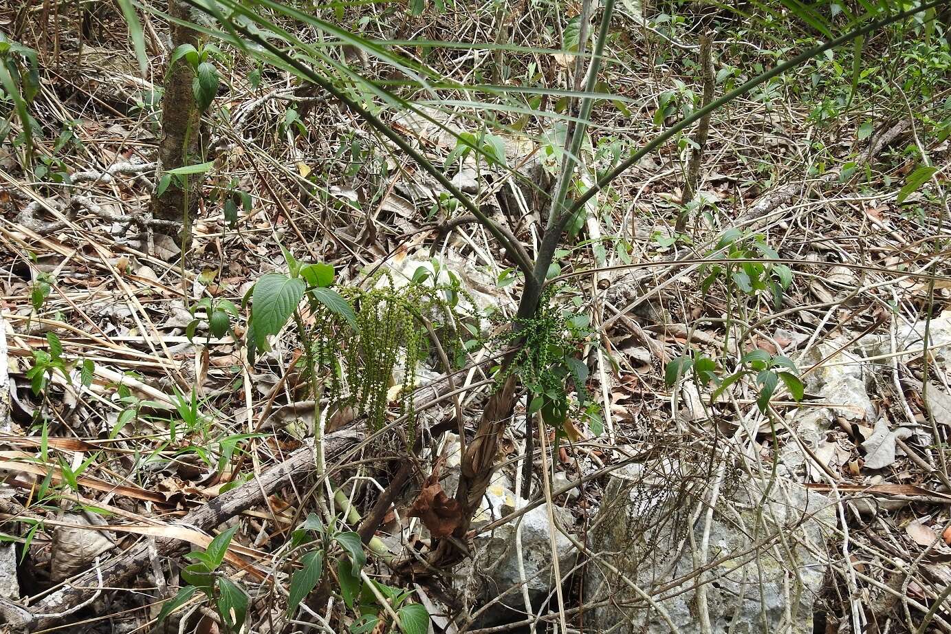 Image of Chamaedorea glaucifolia H. Wendl.