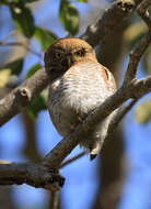 Imagem de Glaucidium radiatum (Tickell 1833)