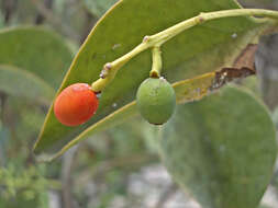 Image of Passovia ovata (Pohl ex DC.) J. Kuijt