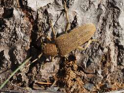 Image of Poplar Long-Horned Beetle