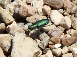 Image of Cicindela (Cicindelidia) punctulata chihuahuae Bates 1890