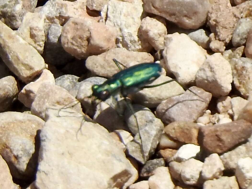 Image of Chihuahua Tiger Beetle