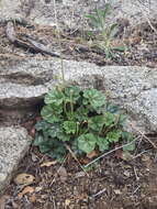 Image de Heuchera soltisii R. A. Folk & P. J. Alexander