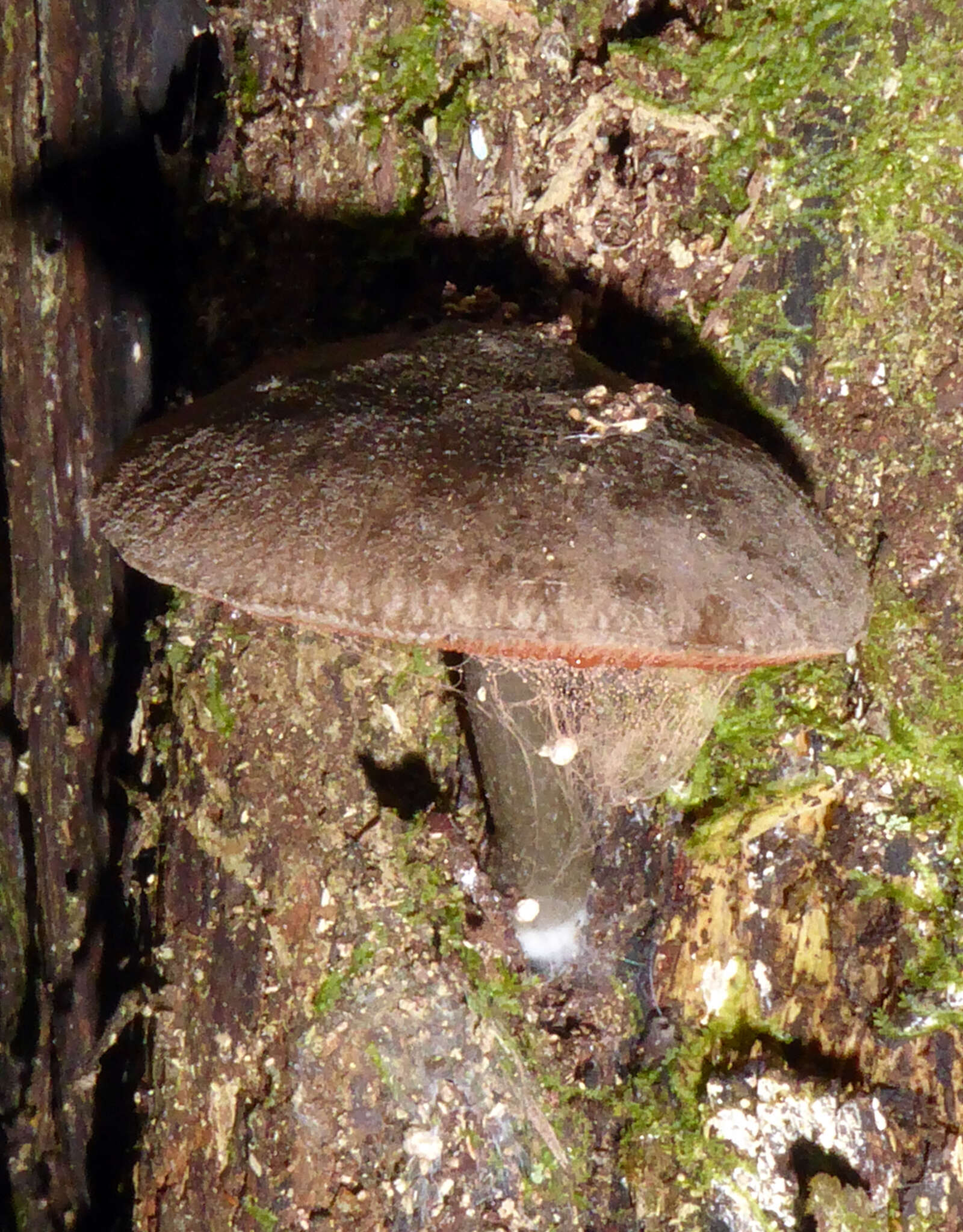 Image of Pluteus velutinornatus G. Stev. 1962