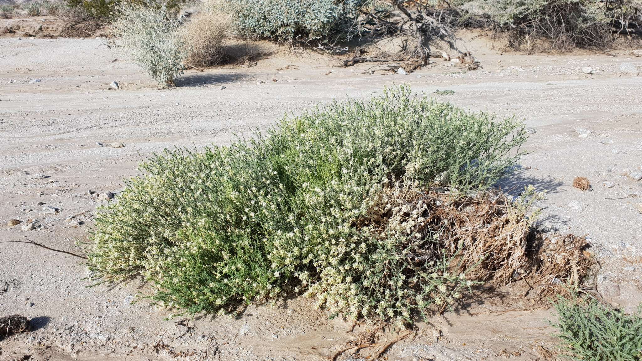 Image of Thurber's sandpaper plant