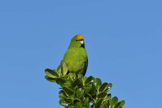 Image of Yellow-crowned Kakariki