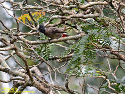 Image of Sri Lankan Red-vented Bulbul