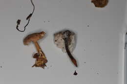 Image of Trichoderma avellaneum (Rogerson & S. T. Carey) Jaklitsch & Voglmayr 2014