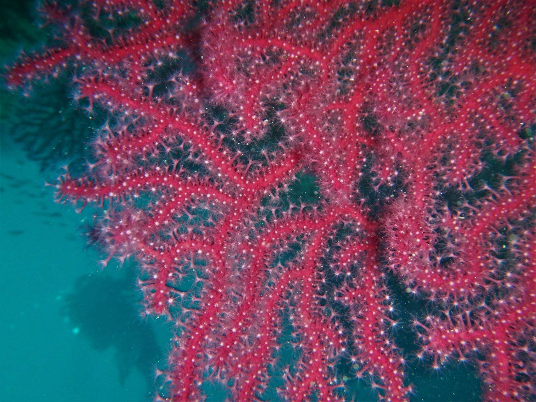 Image of chameleon sea fan