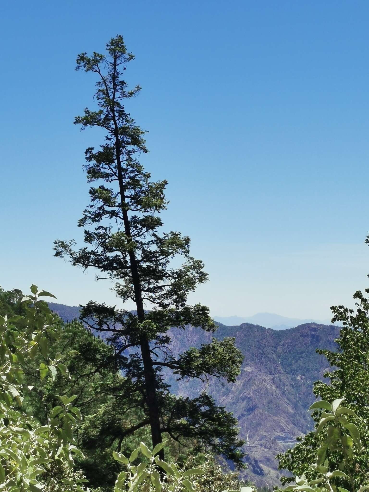 Image of Abies durangensis var. durangensis