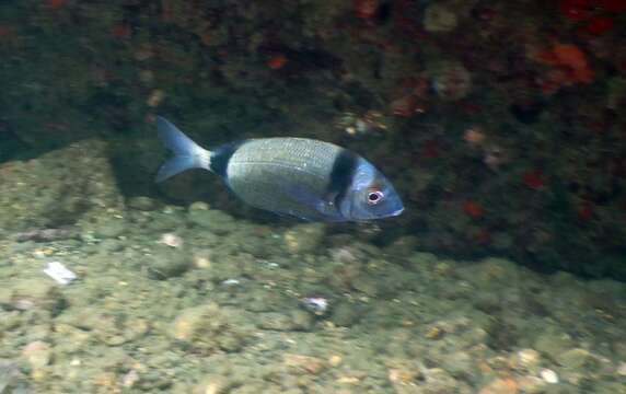 Image of Blacktail Bream