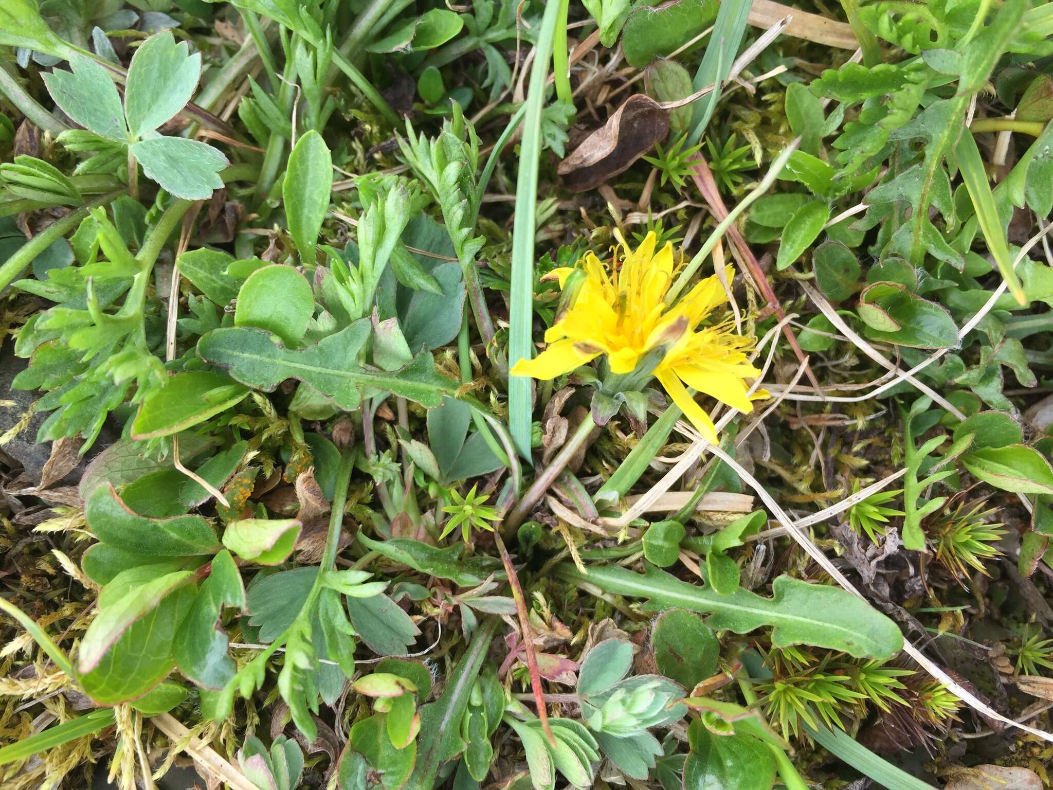 Image of harp dandelion