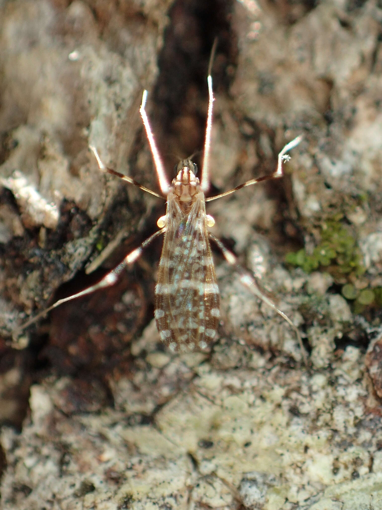 Imagem de Erioptera (Mesocyphona) caliptera Say 1823