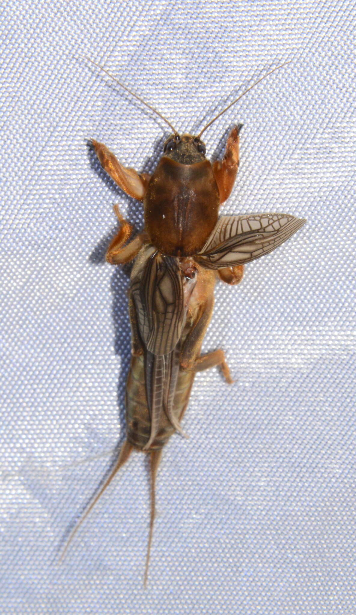 Image of Northern Mole Crickets