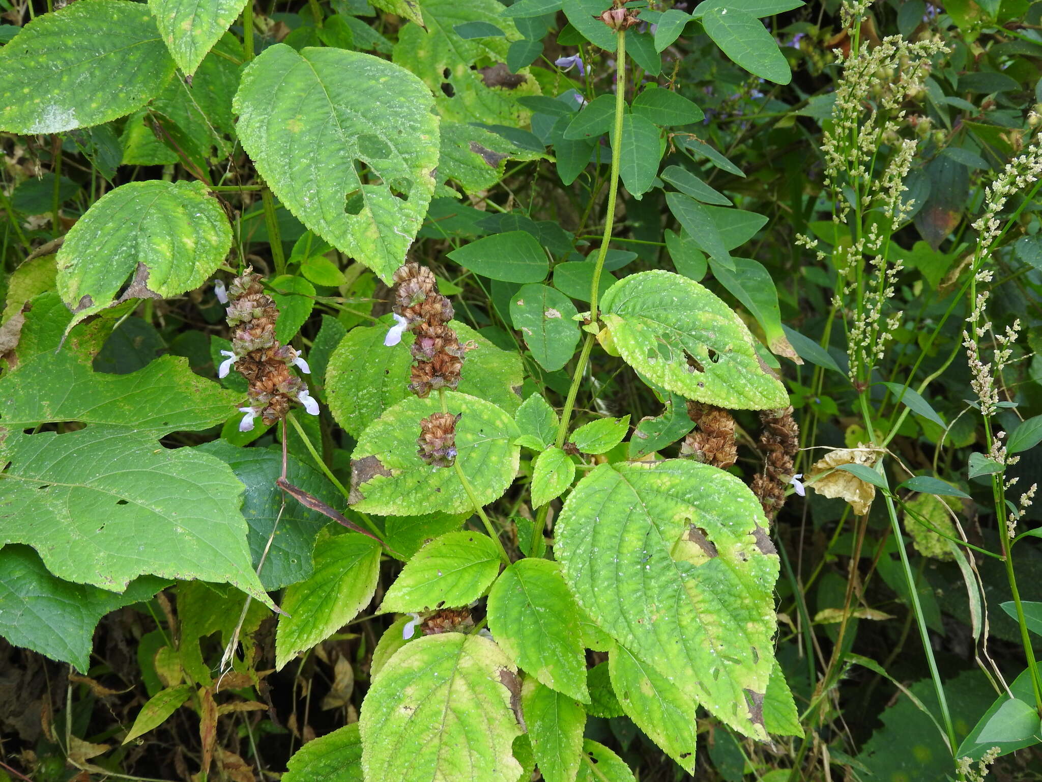 Image de Salvia mocinoi Benth.