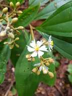 Image of Miconia conorufescens