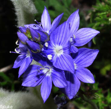 Image of Veronica tenuifolia subsp. fontqueri (Pau) M. M. Martinez Ortega & E. Rico