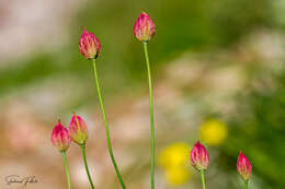 صورة Bongardia chrysogonum (L.) Sp.