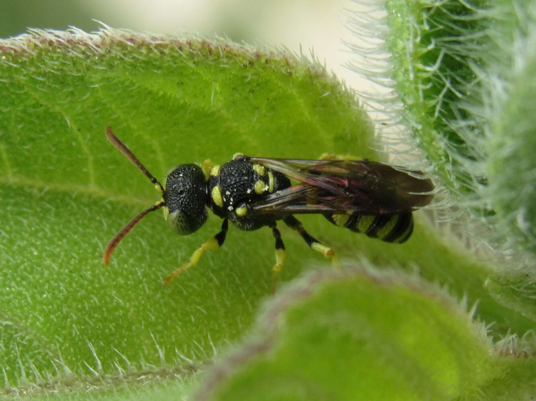 Cerceris finitima Cresson 1865 resmi