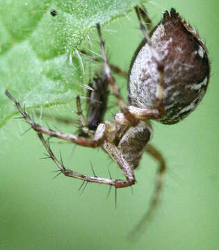 Image of Western Lynx Spider