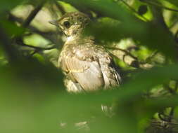 Image of Turdus philomelos philomelos Brehm & CL 1831