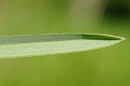 Imagem de Sesleria caerulea (L.) Ard.